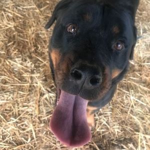 Meet your Posher, Donna